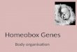 Homeobox  Genes