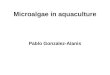 Microalgae in aquaculture