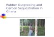 Rubber Outgrowing and Carbon Sequestration in Ghana