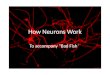 How Neurons Work