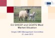 EU SHEEP and GOATS Meat  Market  Situation
