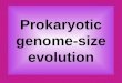 Prokaryotic genome-size evolution
