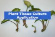 Plant Tissue Culture  Application