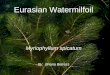 Eurasian Watermilfoil Myriophyllum spicatum By:  Briana Betress