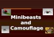 Minibeasts  and  Camouflage
