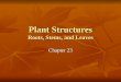 Plant Structures Roots, Stems, and Leaves