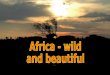Africa - wild  and beautiful