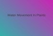 Water Movement In Plants