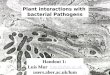 Plant interactions with  bacterial Pathogens