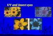 UV and Insect eyes