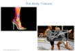 The Body Tissues