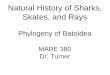 Natural History of Sharks, Skates, and Rays Phylogeny of Batoidea MARE 380 Dr. Turner