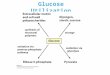 Glucose  Utilization