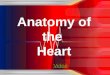 Anatomy of the  Heart