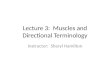 Lecture 3:  Muscles and Directional Terminology
