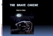 The Brave Canine