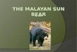 The  M alayan Sun Bear