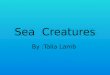 Sea  Creatures