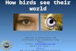 How birds see their world