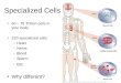 Specialized Cells