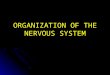 ORGANIZATION OF THE NERVOUS SYSTEM