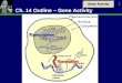 Ch. 14 Outline – Gene Activity
