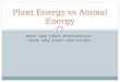 Plant Energy  vs  Animal Energy