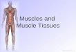 Muscles and  Muscle Tissues