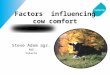F actors  influencing cow comfort