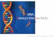 DNA:   D eoxyribo n ucleic  A cid