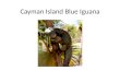 Cayman Island Blue Iguana