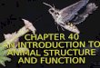 CHAPTER 40 AN INTRODUCTION TO  ANIMAL STRUCTURE  AND FUNCTION