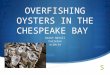 OVERFISHING OYSTERS IN THE CHESPEAKE BAY