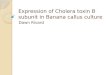 Expression of Cholera toxin B subunit in Banana callus culture