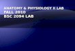 Anatomy & physiology ii lab Fall 2010 BSC 2094 lab