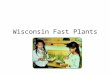 Wisconsin Fast Plants