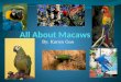All About Macaws