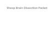 Sheep Brain Dissection Packet