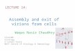 Assembly and exit of  virions  from cells