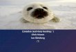 Canadian Seal Harp Hunting :’| Chris Mason Ian  Gleisberg :’|