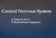 Central  Nervous System