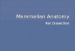 Mammalian Anatomy