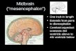 Midbrain  (“mesencephalon”)