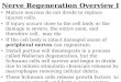 Nerve Regeneration Overview I