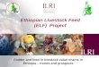 Ethiopian Livestock Feed (ELF)  Project