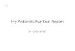 My Antarctic Fur Seal Report