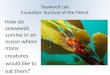 Seaweed Lab Evolution- Survival of the Fittest