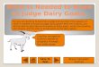 What Is Needed to Know to Judge Dairy Goats