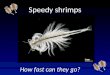 Speedy shrimps