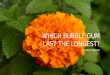 Which Bubble Gum Last the Longest?